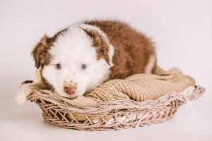 Red Tri Male, ASDR Mini Aussie - POPPY