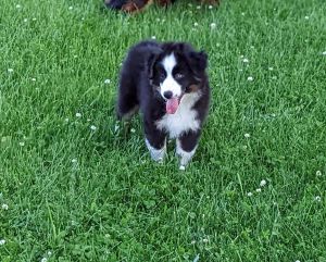 Crooked Creek Mini Aussies