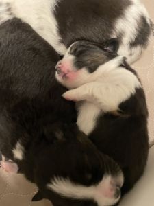 Purebred ASDR Mini Aussie Puppies