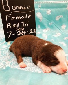 Miniature Australian Shepherd