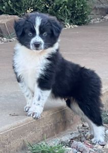 ASDR MINI AUSTRALIAN SHEPHERDS