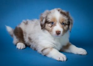 DeLorean AKC CH bloodlines