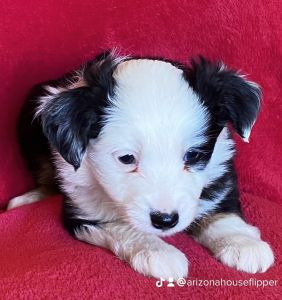 Mini Australian shepherd