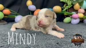Mini Aussie- Mindy
