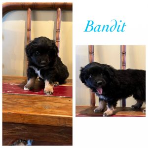 ASDR Mini Aussie looking for his person