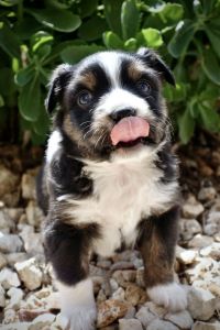 Purebred Mini Aussie