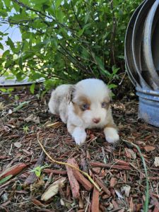 Miniature Australian shepherd puppies