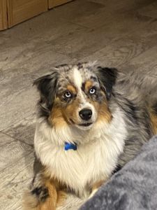 AKC GORGEOUS multiple colors