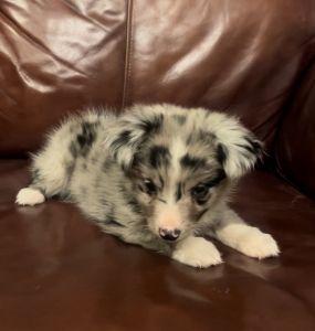 Mini Australian Shepherd