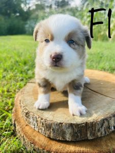 Toy Red merle female with double blue eyes