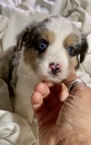Mini Aussie