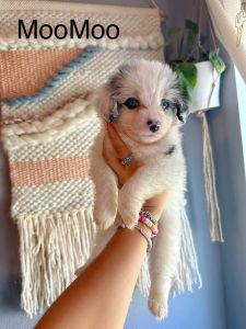 Puppies to loving home