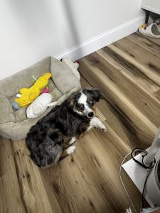 10 month old mini aussie