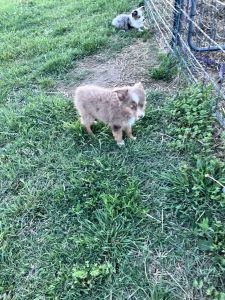 Puppy looking for forever home