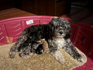 F1 mini Aussiedoodle