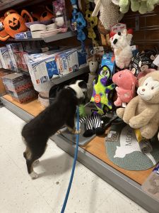 Miniature Australian shepherd puppies