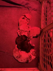 Mini Australian Shepherd (Beauty)