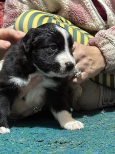Beauty / Mini Australian Shepherd