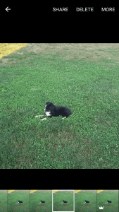 Miniature Australian Shepherd Male