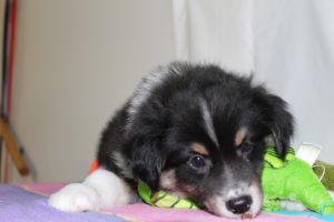Handsome Mini Australian Shepherd - Ready to Go