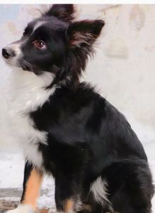 6M old BTM mini Aussie