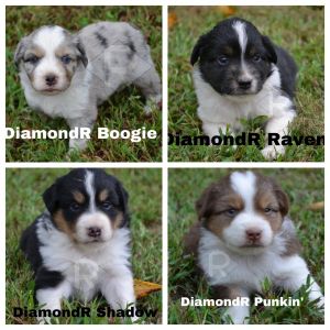 Mini Aussie Puppies- FOR SALE
