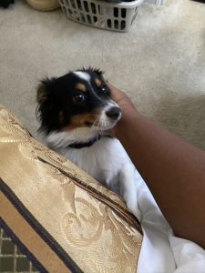 One year old Mini Australian Shepherd