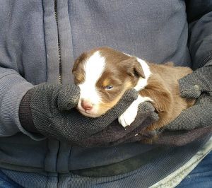 Mini Australian Shepherd