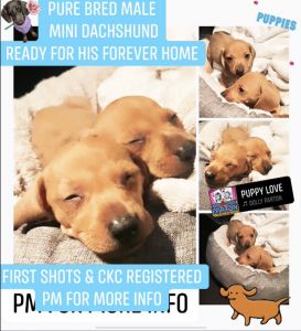 2x Mini dachshunds - Light Brown - Male -8 weeks old