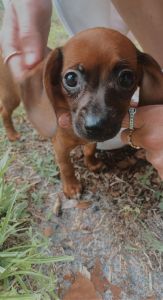Mini Dachschund for Sale