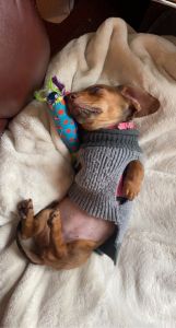 Mini Dachshund 4 Months Old!