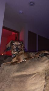 Mini Dachshund for sale