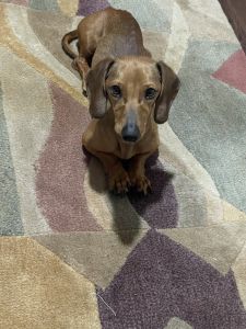 Pebbles needs a home