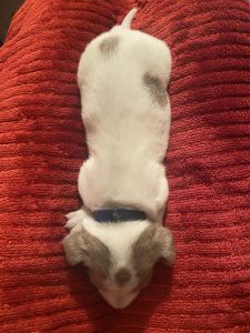 Miniature Dachshund puppies for sale