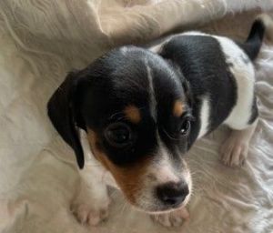 AKC and CKC Registered