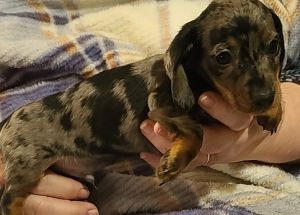 AKC and CKC Registered