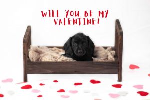 Mini Dachshund Puppies for sale!