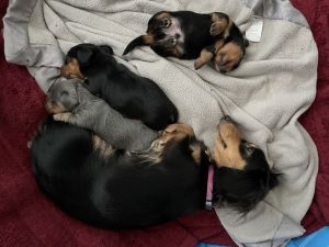 CKC Long Haired Mini Dachshunds