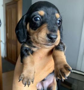 Charming Miniature Dachshund puppies