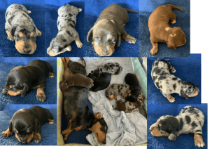 Mini Dachshund Puppies for Sale