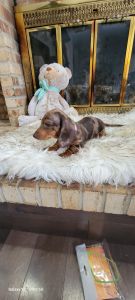 Akc Champ Lined Mini Dachshunds