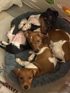 Mini Piebald Dachshunds
