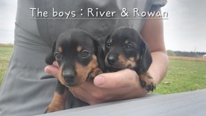 ACA miniature Dachshunds River and Rowan