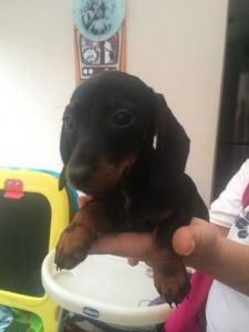 Miniature Dachshund Puppies For Sale