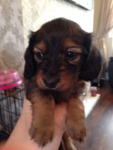 3 Miniature Dachshund Boys For Sale