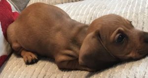 Kc Reg Pedigree Mini Dachshund Pups Pra Clear