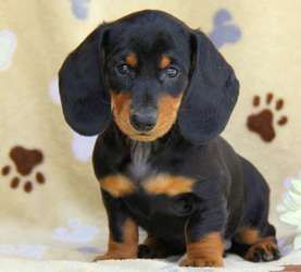 Miniature Dachshund puppies