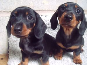 Adorable Miniature Dachshund puppies. Text (***) ***-***2