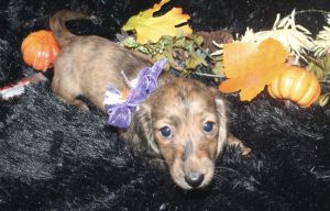 Dachshund puppies available