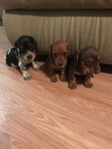 Mini Dachshund Puppies